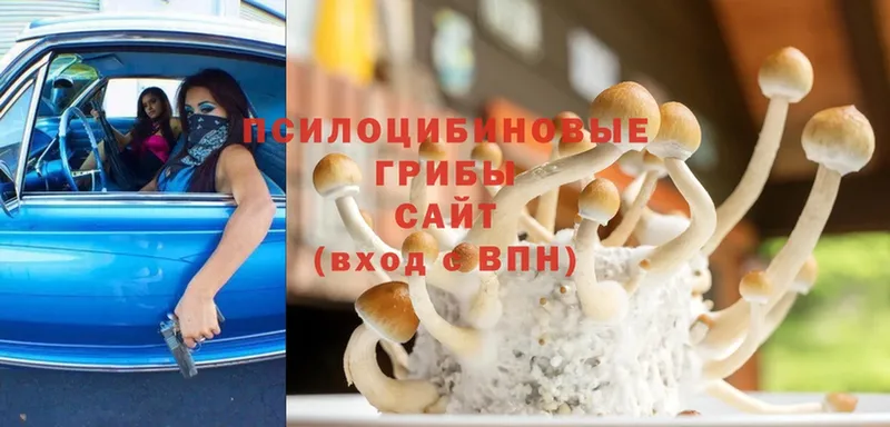 Галлюциногенные грибы Psilocybe  Заволжье 